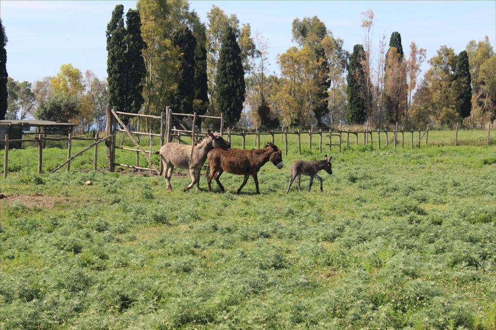 Podere Del Gesso Tarquinia Εξωτερικό φωτογραφία