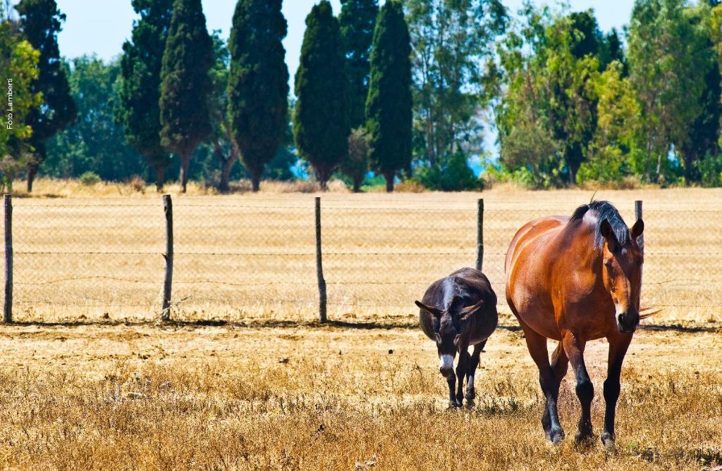 Podere Del Gesso Tarquinia Εξωτερικό φωτογραφία